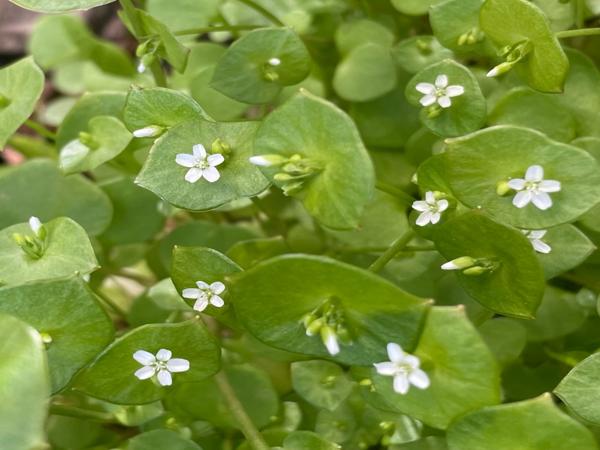 Claytonia perfoliata